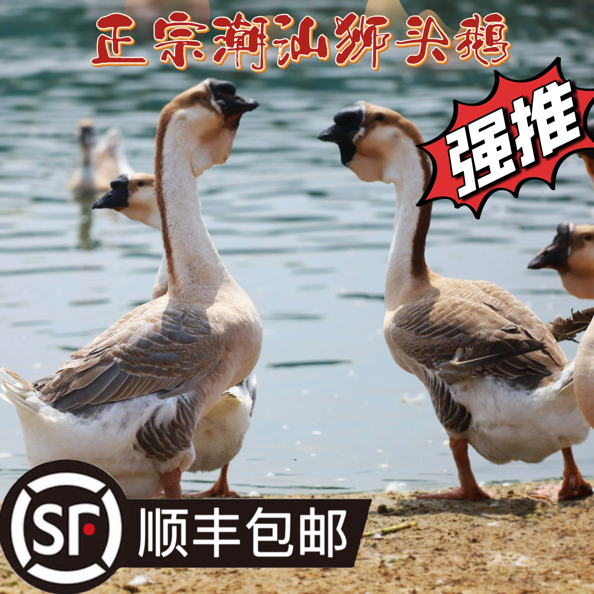 1斤（左右）特大种狮头鹅肉质鲜美顺丰直达