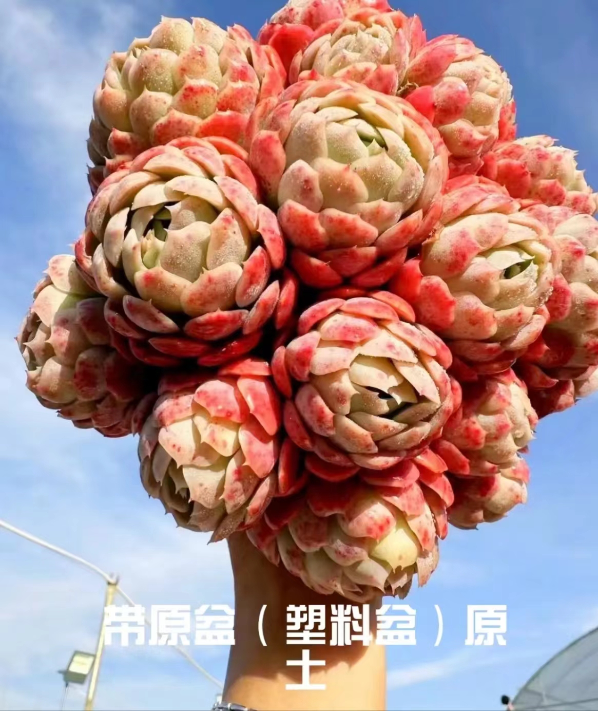 Y大香水奶油胭脂贝瑞 【元旦迎新年宵纳福】多肉植物 带盆带土发货