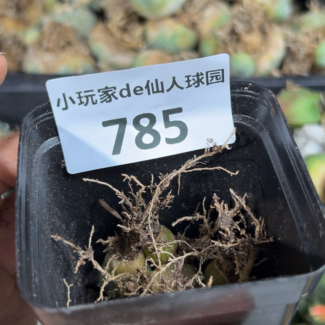 梅**雪785仙人球的故事