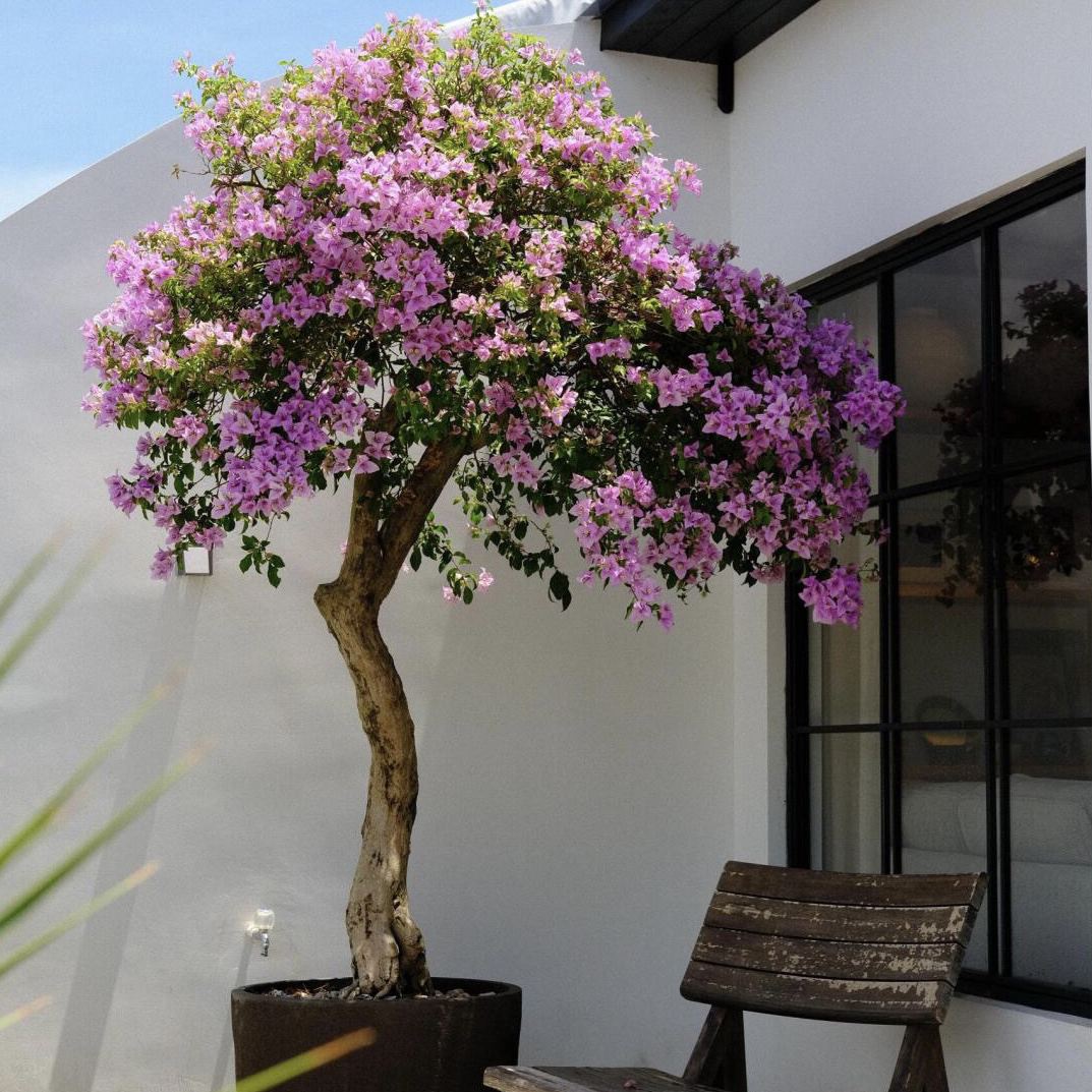 老桩三角梅树型庭院款【一物一拍链接】