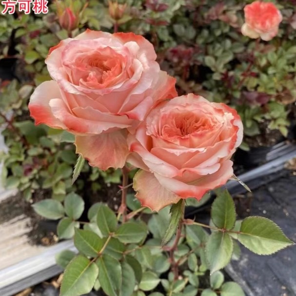 應花园裸根修剪发货 方可桃 荷兰复色切花 抗病 耐开勤花多季灌木