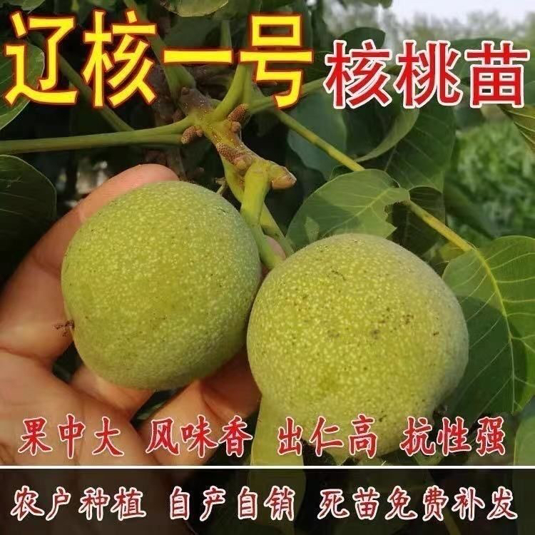 山东 矮化 辽核1号 一号 核桃苗 薄皮薄壳纸皮 南北方种植