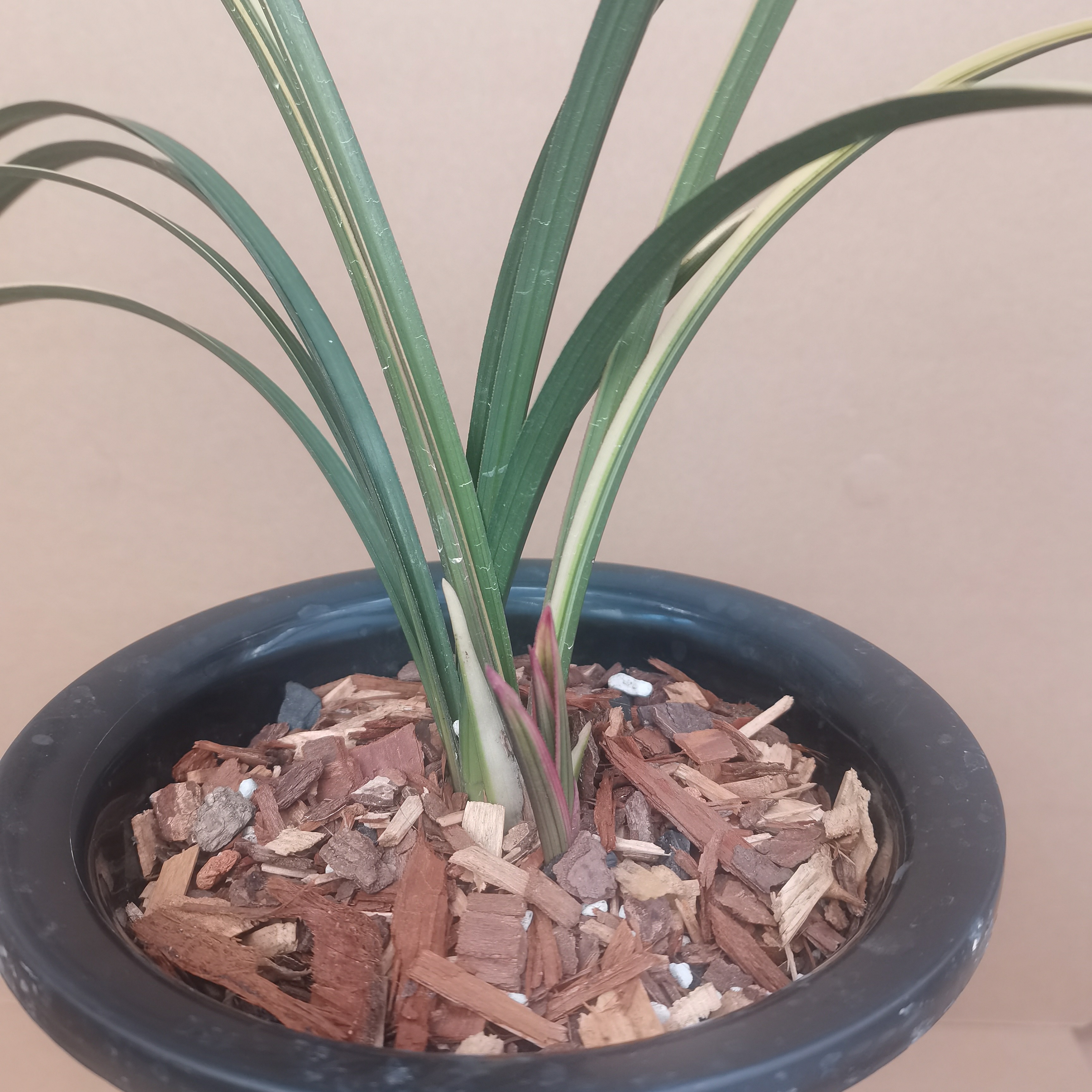 兰花蕙兰艺草（直播间一物一拍）