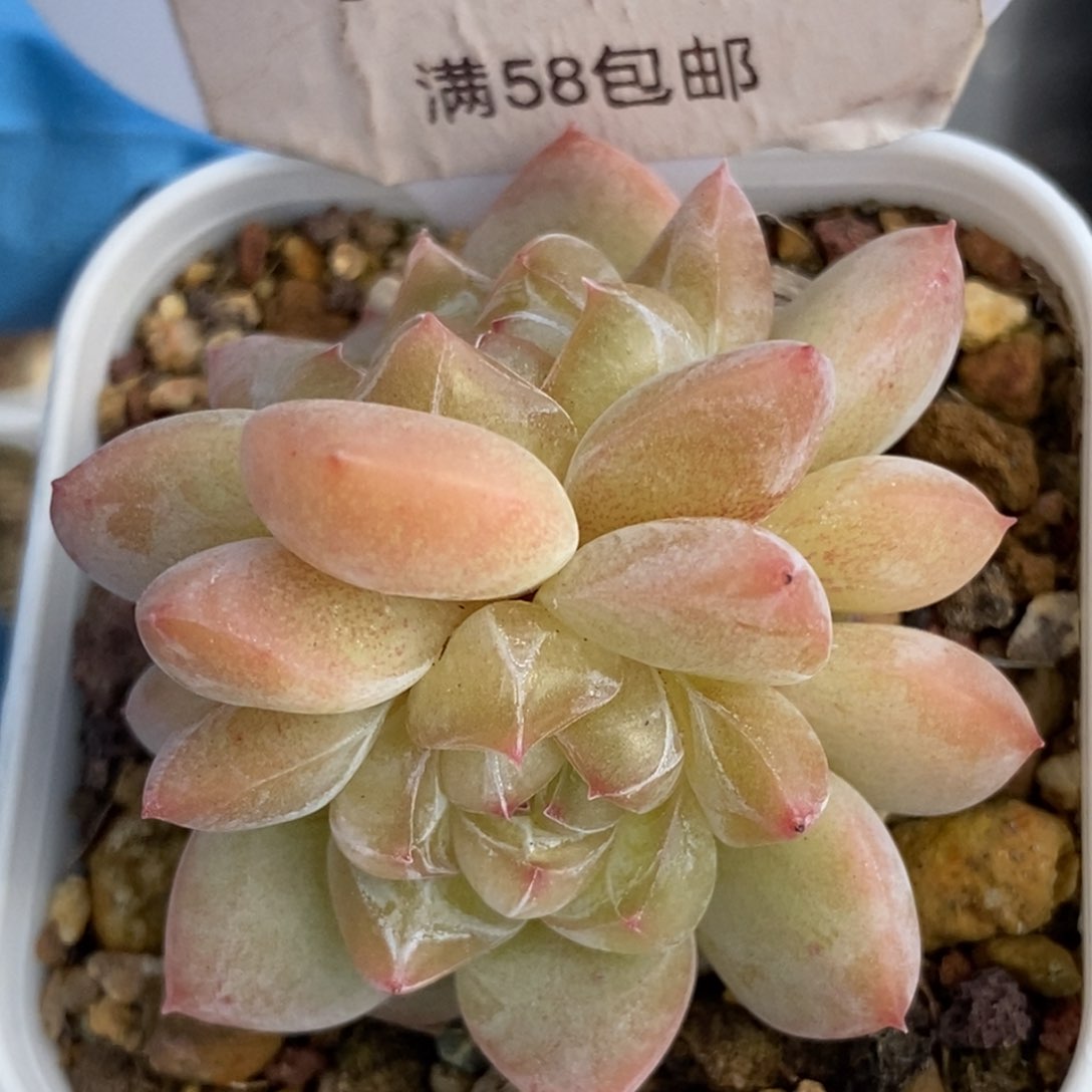 318东篱下多肉植物盆栽