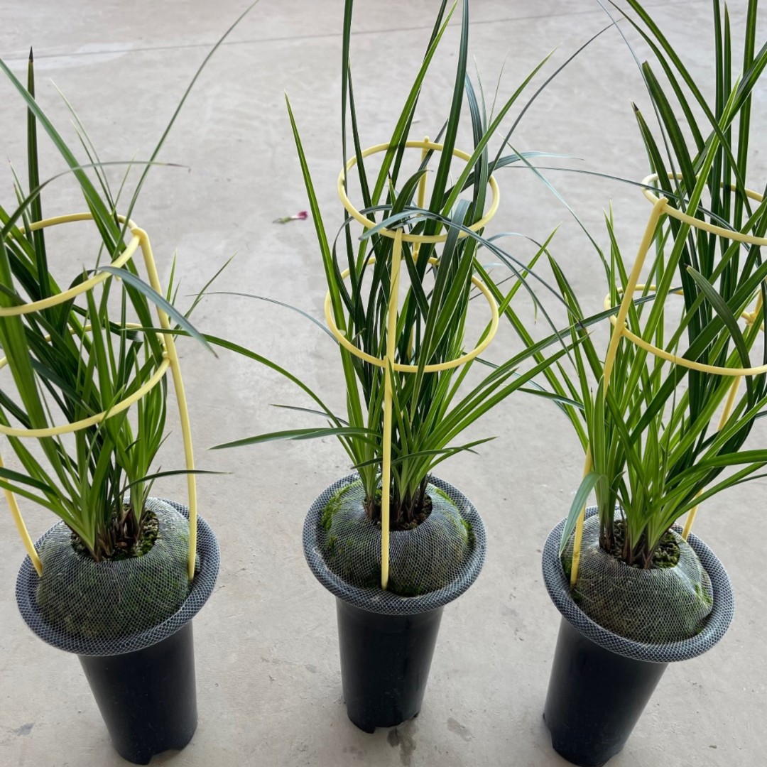 龙庭兰苑兰花一物一拍 1 号链接