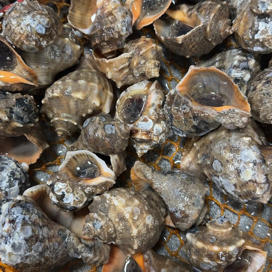 【海螺】自家渔船汉沽本地 海螺 