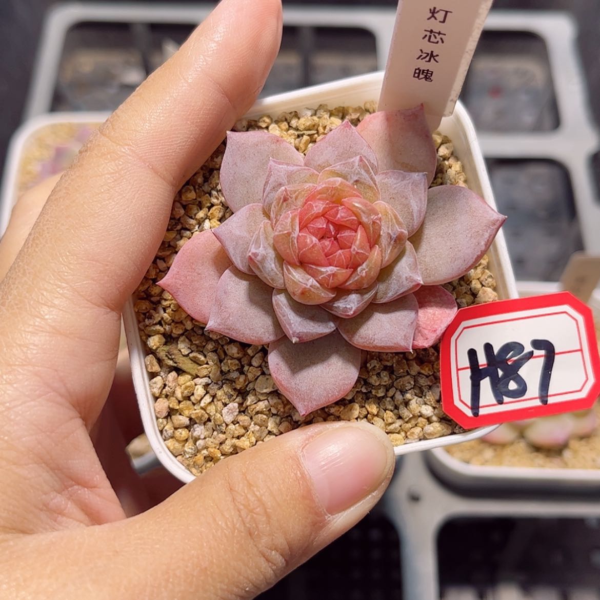 【闪购商品】H87 c c