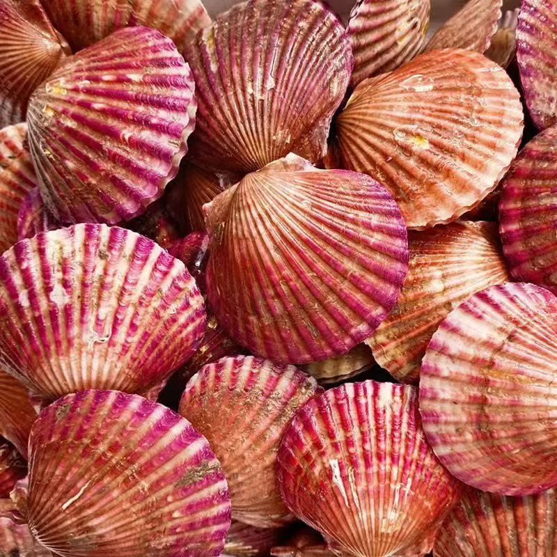 港湾贝鲜活扇贝15元3斤