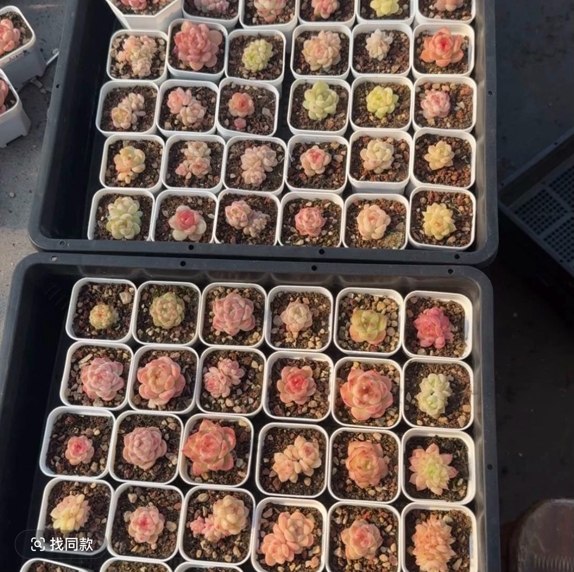 精品多肉珍妮优选小淘淘冰玉4棵