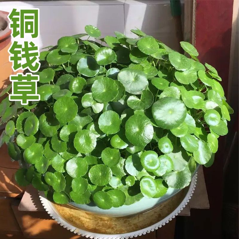铜钱草种子水培办公室盆栽花卉绿植金钱草绿萝吊兰植物铜钱草种子