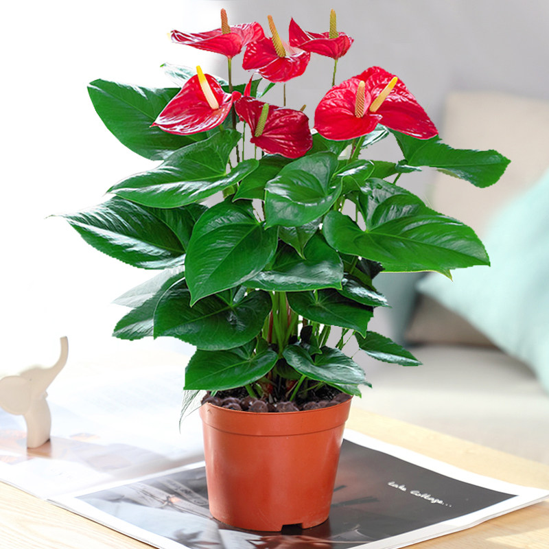 韵久红掌盆栽植物室内花卉好养水培大盆 水养