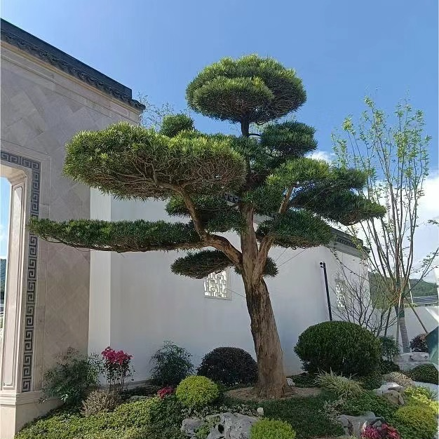 一物一拍 造型罗汉松【直播间专拍】