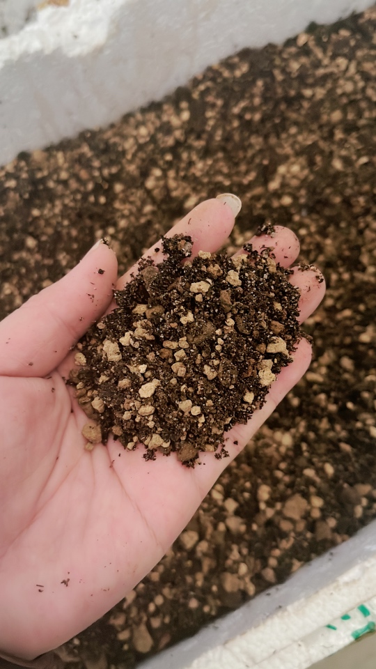 竹子自制调配专用土大约3斤左右