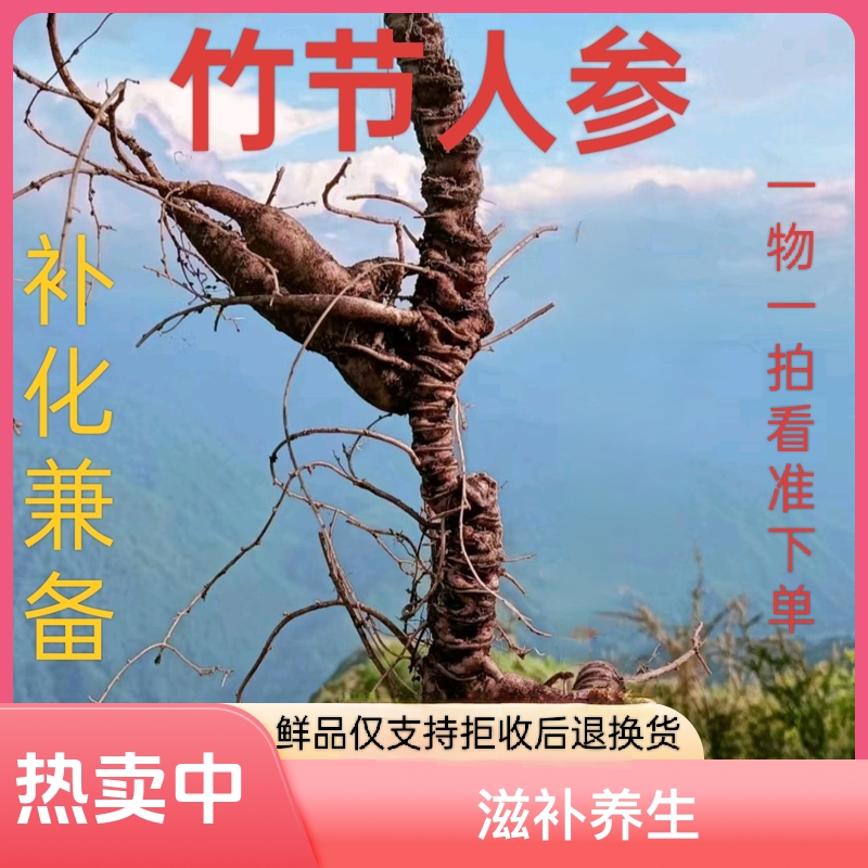 新鲜竹节参竹节三七（天王参）绿色健康滋补食材