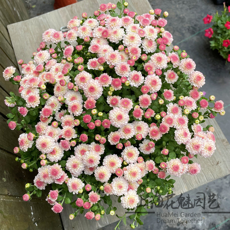 千头菊球菊网红菊花荷兰菊三文鱼会变色阳台庭院花卉多年生花期长