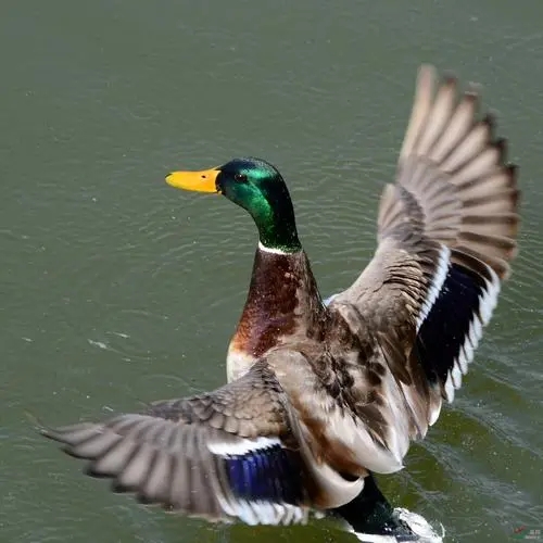 金寨寨之缘家庭农场绿头老鸭