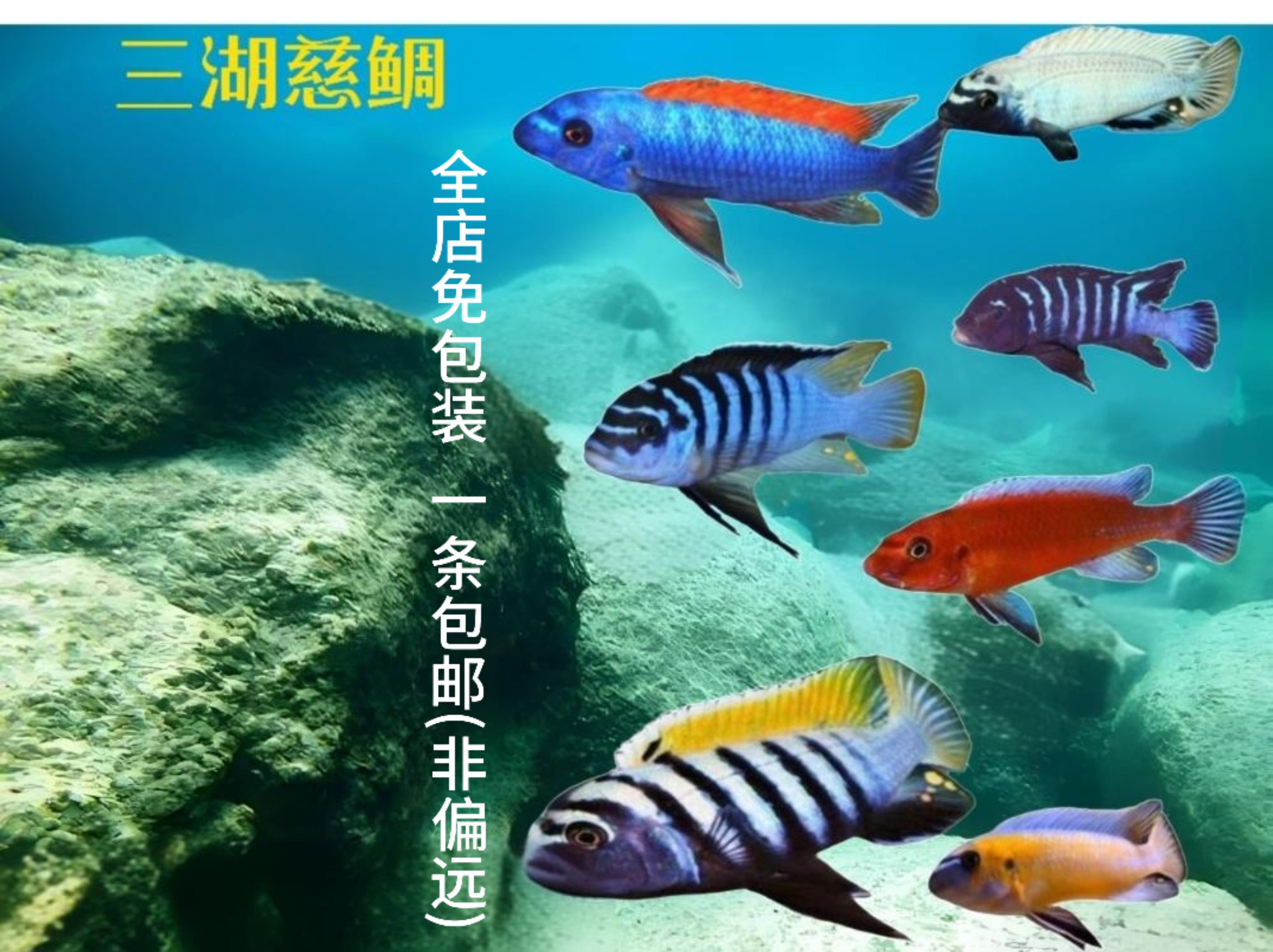 三湖慈鲷 坦鲷 马鲷 维鲷 精品观赏鱼水族