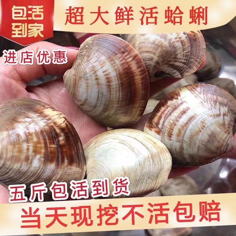 鲜活美贝蛤蜊鲜活发货包活到家 6斤10斤包邮