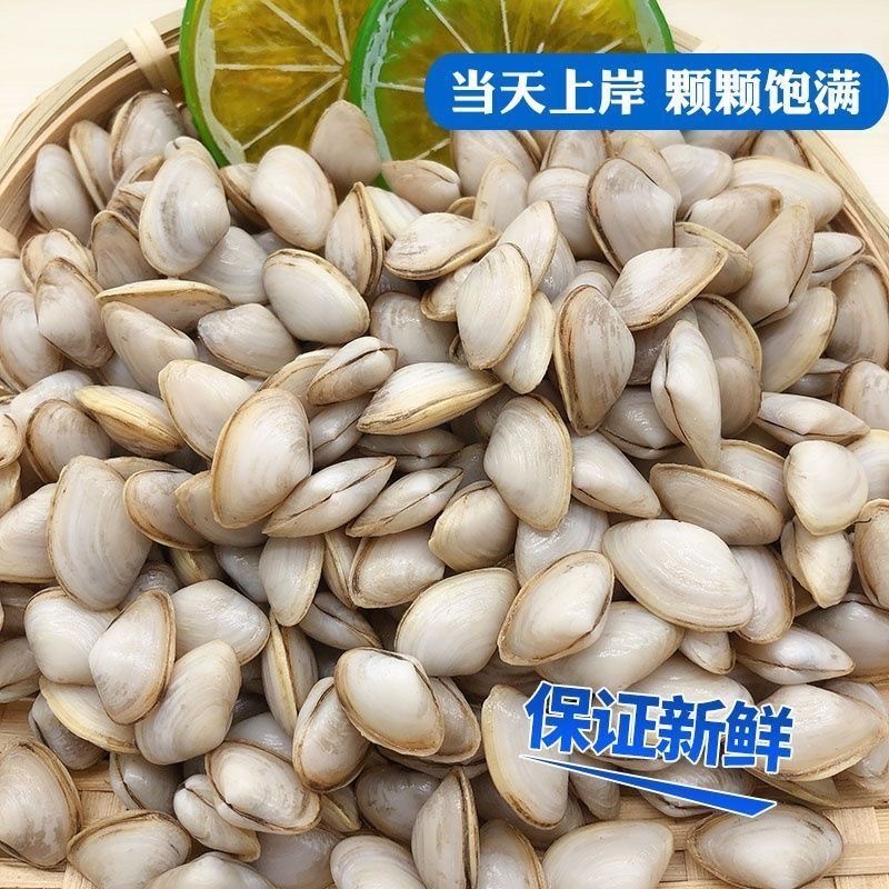 连云港发货 鲜活海瓜子 鲜活发货 包活到家 5斤净重