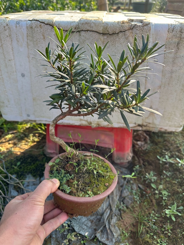 贵妃、红芽、金芽罗汉松