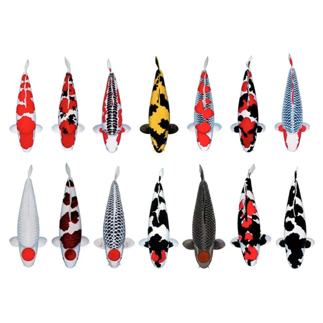 9+1条介子鲤单色里芒果介、红介子、黄金、茶鲤