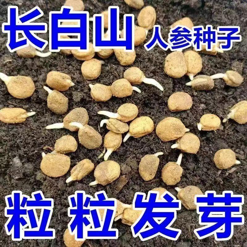 长白山人参种子野山参西洋参种子四季易种中药材易活盆栽花卉种子