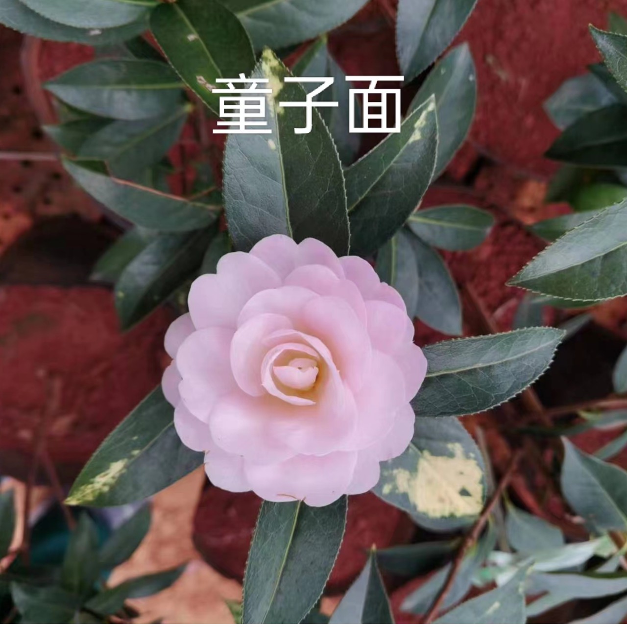 【淘花韵】云南山茶花本地品种童子面庭院办公室内精品壮苗3~5年