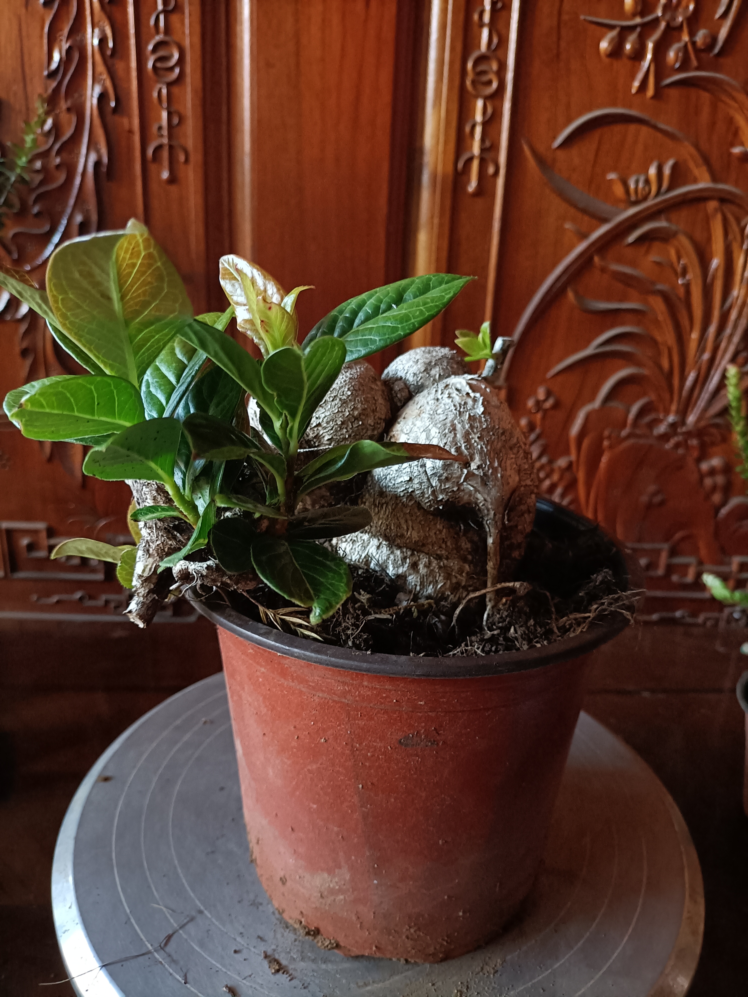 大叶树萝卜开花结果四季常青不落叶可赏花赏叶赏根赏果室内外可养