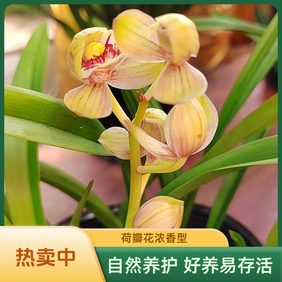 兰花直播一物一拍（直播专用）花品丰富自然种植好养易存活