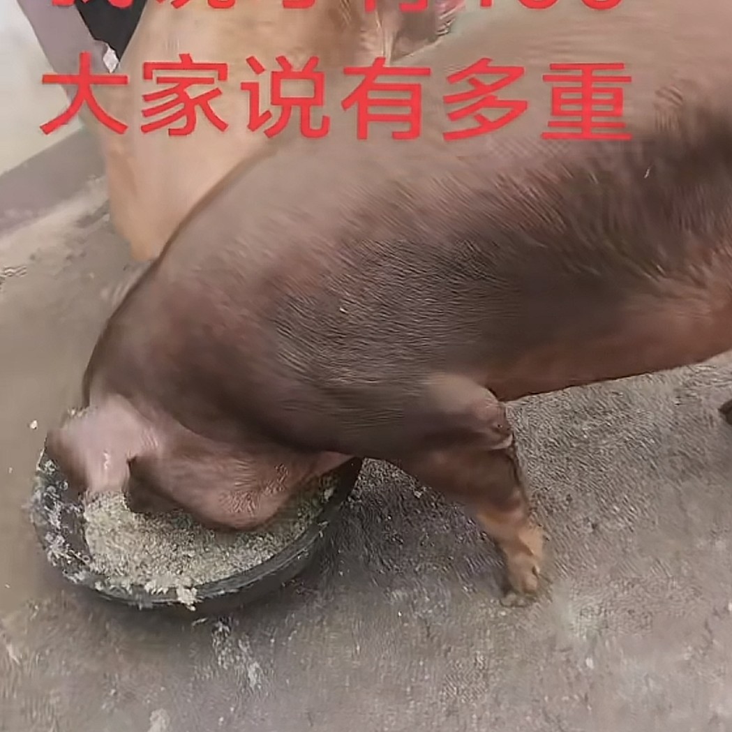 【乡村土猪新鲜猪肉】现切现卖