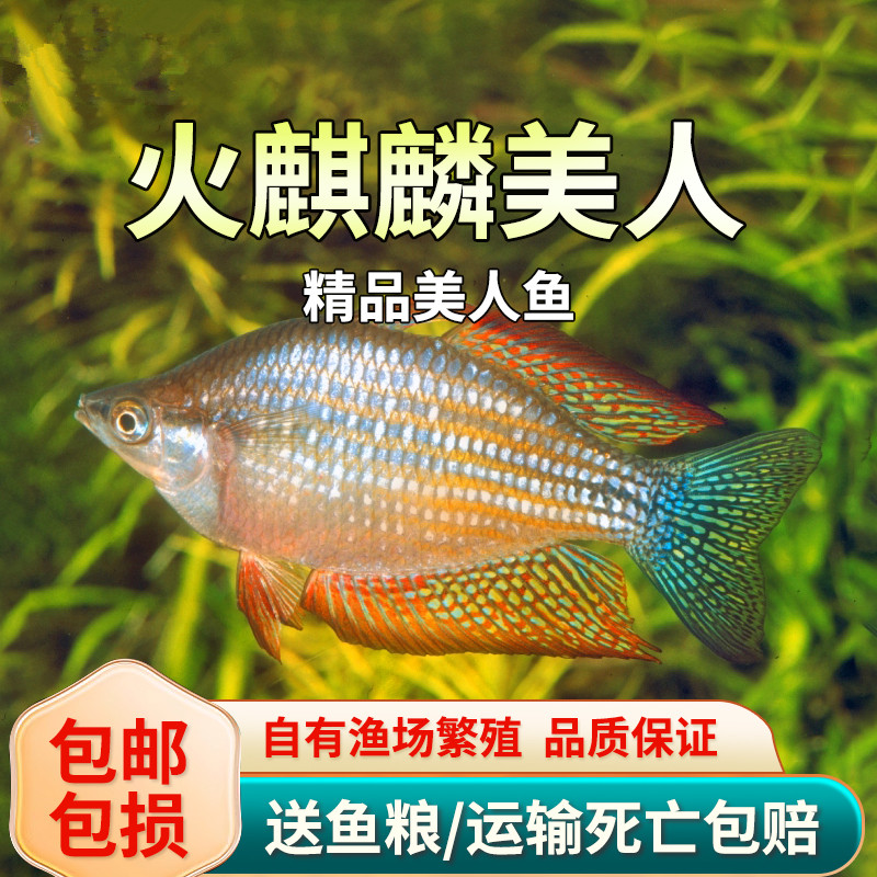 【热带鱼】火麒麟美人鱼热带观赏灯科鱼草缸活体群游刚果美人石美人