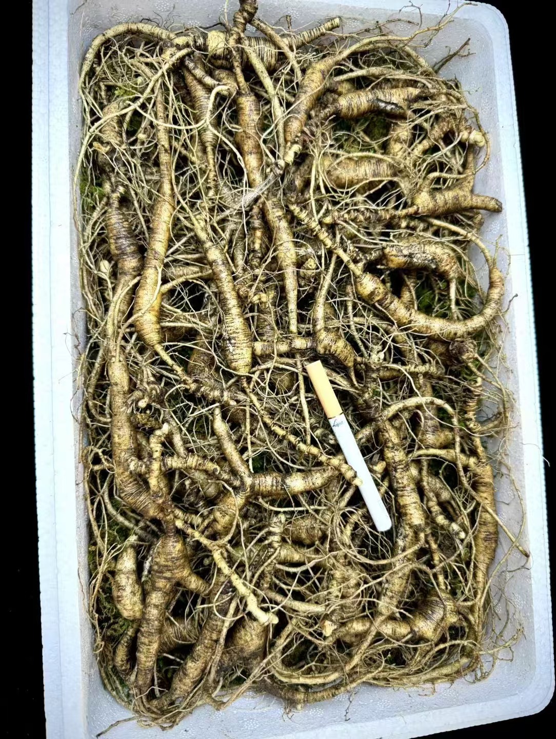 东北长白山人参林下参直播改价链接截图为准