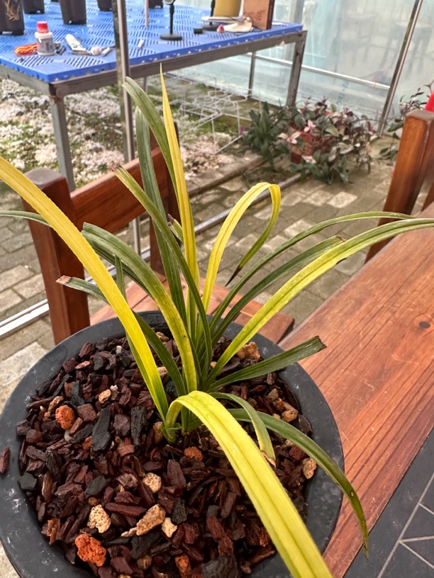 蕙兰黄心草（现货供应）