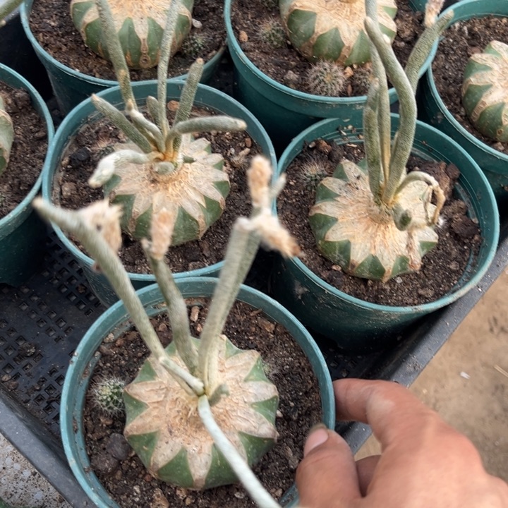 美杜莎草球苗接苗球
