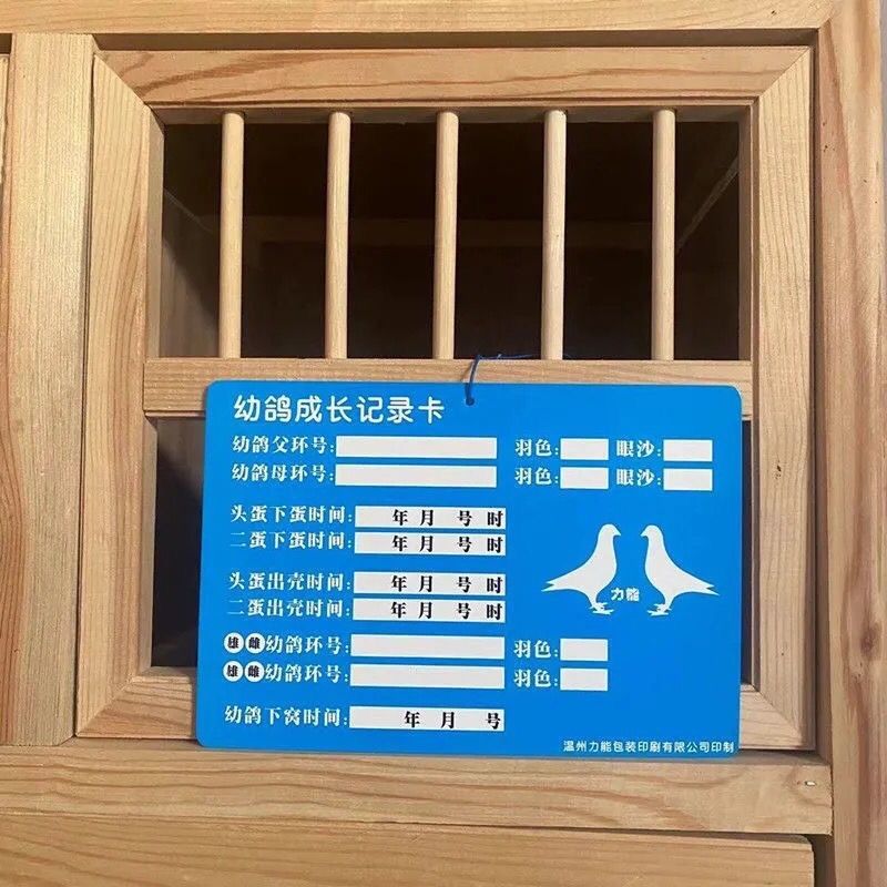鸽子幼鸽成长记录卡送扎带