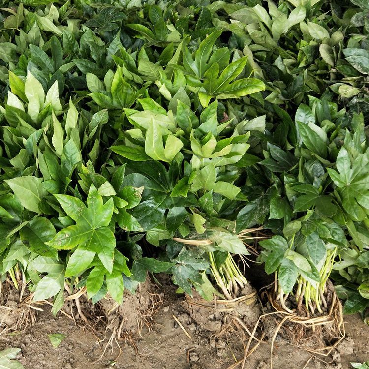 耐阴耐寒八角金盘小苗地被观叶植物工程绿化苗木四季常青