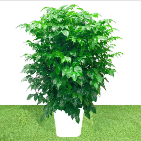 梦淵精品丛生绿宝幸福树大型绿植盆栽净化空气顺丰包邮送货上门