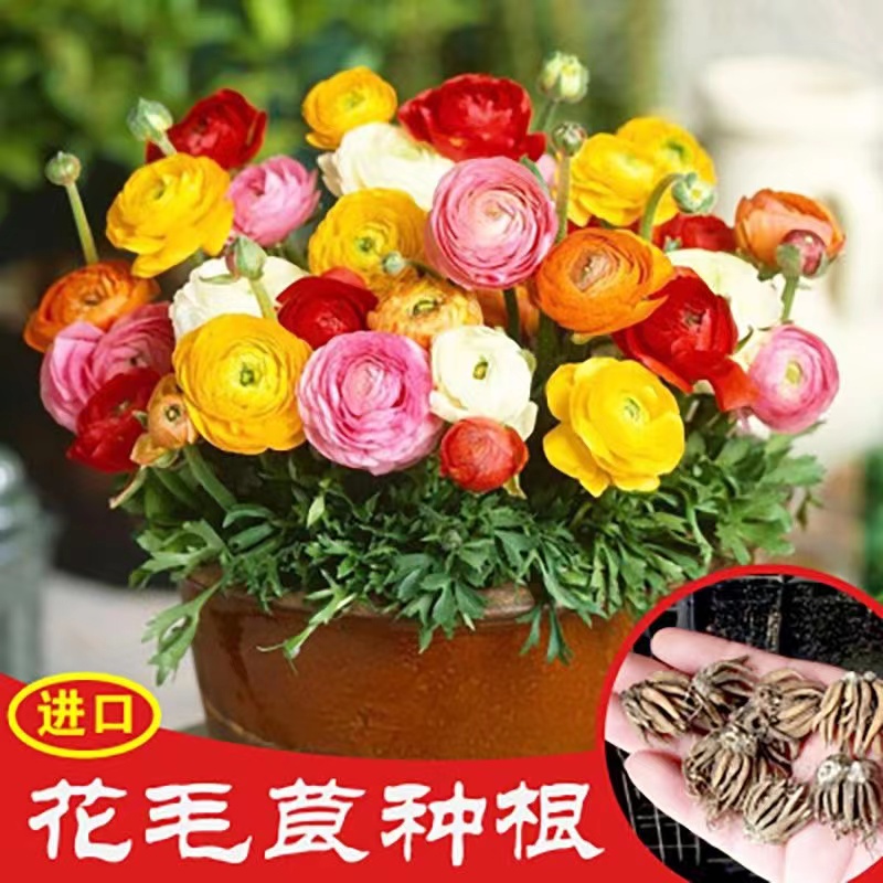 进口花毛茛种球重瓣洋牡丹芹叶牡丹四季耐寒阳台花卉室内绿植种根