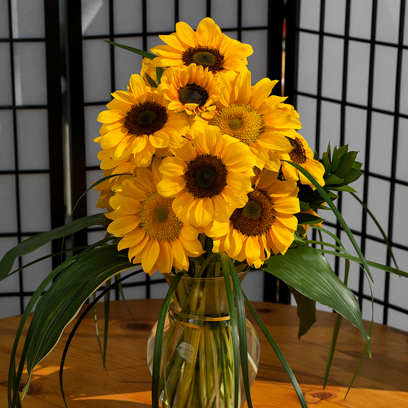 向日葵种子矮秆迷你观赏食用花店切花种籽葵花籽多头室内外盆栽孑