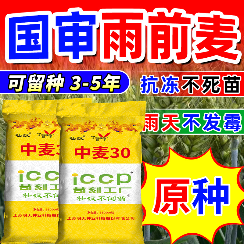 【十单活动】中麦30国审高产稳产小麦种抗倒伏抗倒春寒高产耐旱