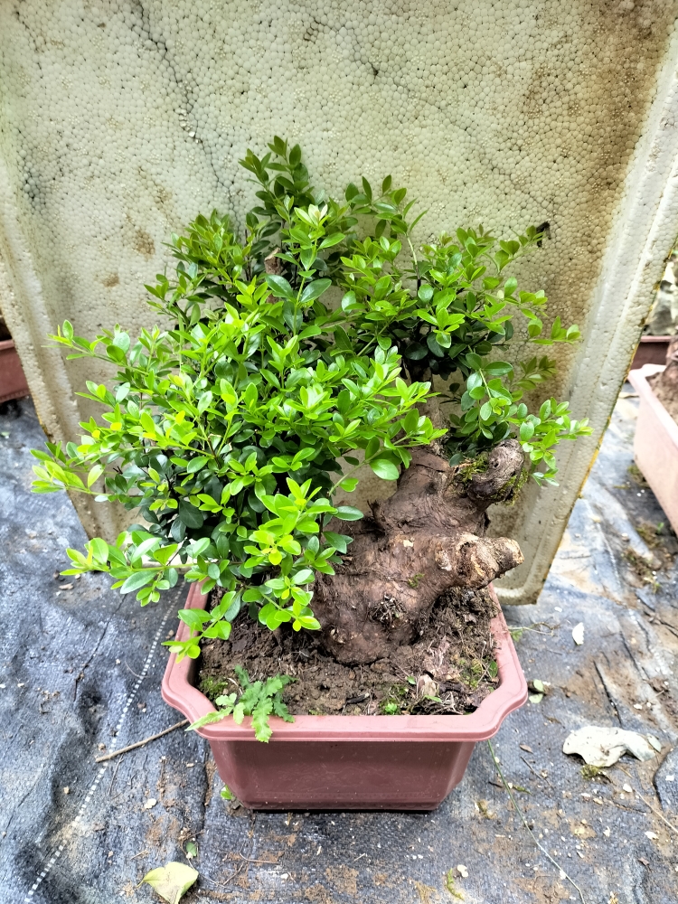 红芽三叶轮生赤楠紫薇杜鹃桃金娘各种家庭绿化盆景直播使用链接