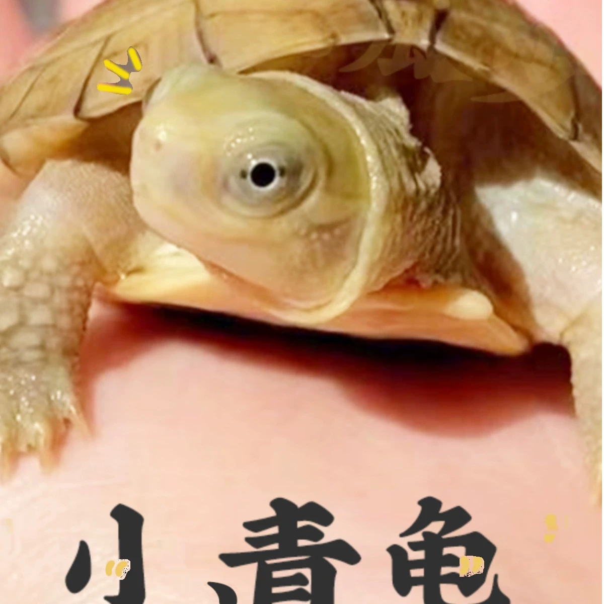 人工合法养殖小青皖喉石龟全尺寸头龟宠物龟活物可爱小乌龟苗子