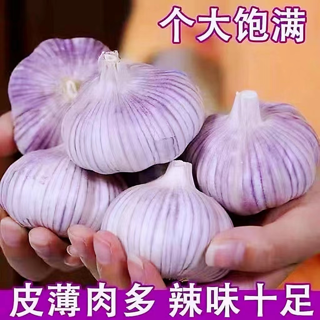 山东金乡大蒜原产地新晒紫皮干蒜大蒜头新干蒜现货农家自种包邮