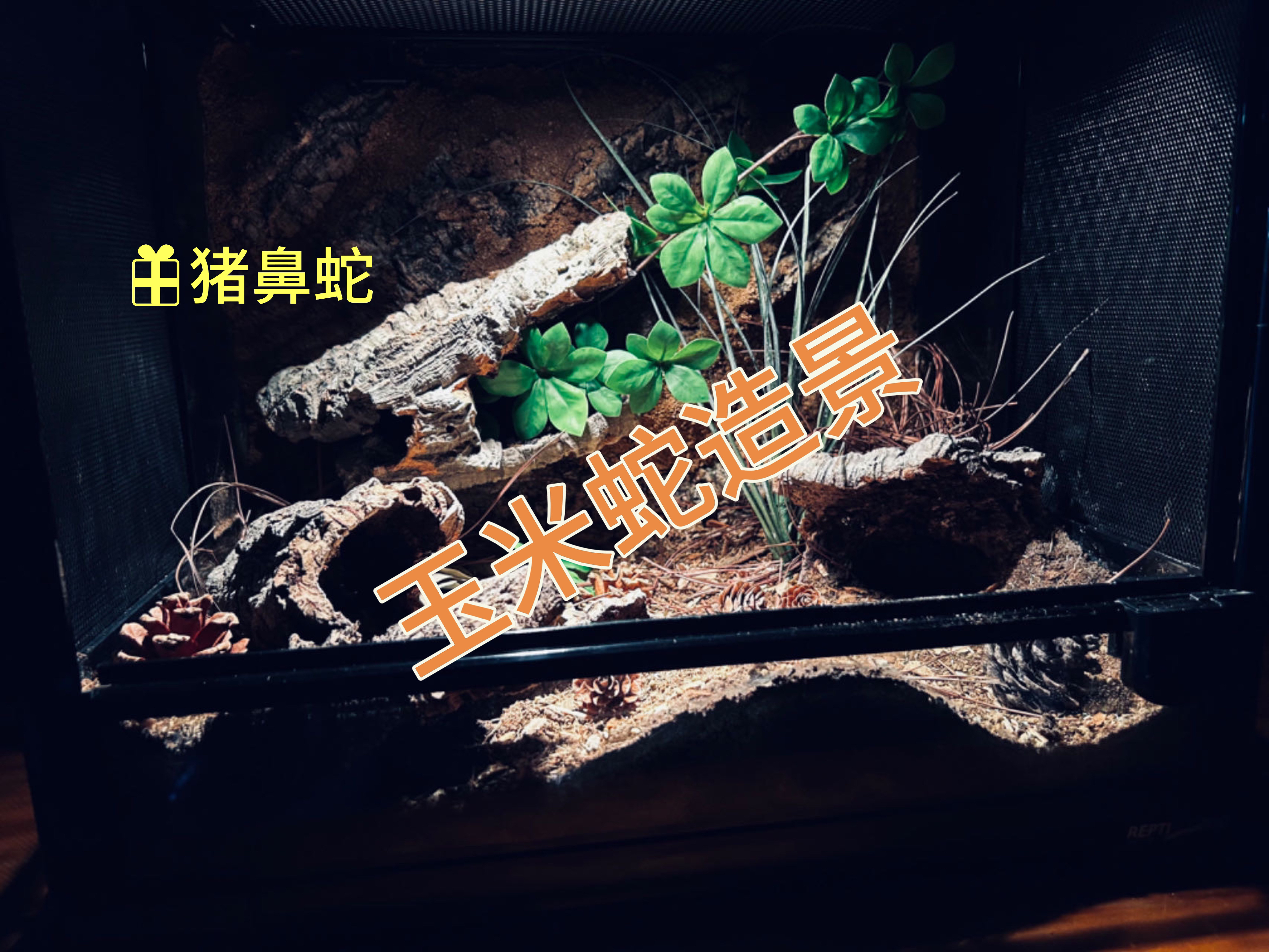 宠物蛇玉米蛇王蛇猪鼻蛇豹纹守宫DIY造景材料包小型饲养制作发货