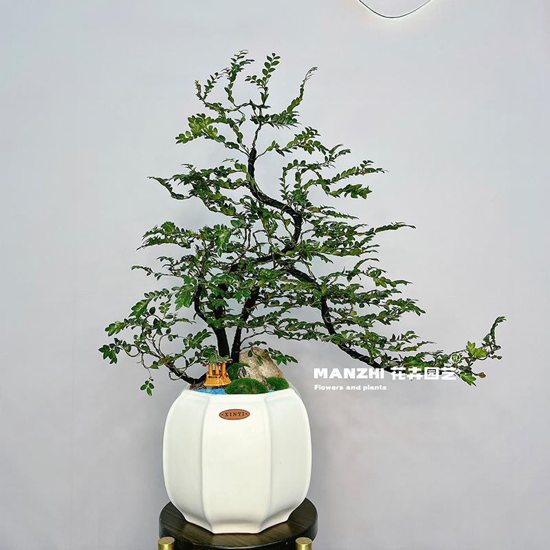 黑骨茶小叶紫檀【一物一拍】桌面款室内外办公茶室绿植盆栽四季常青