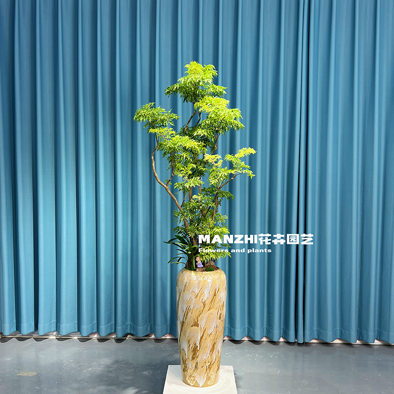 造型原桩福禄桐大盆栽福禄寿羽叶盆景室内大型植物乔迁开张送礼