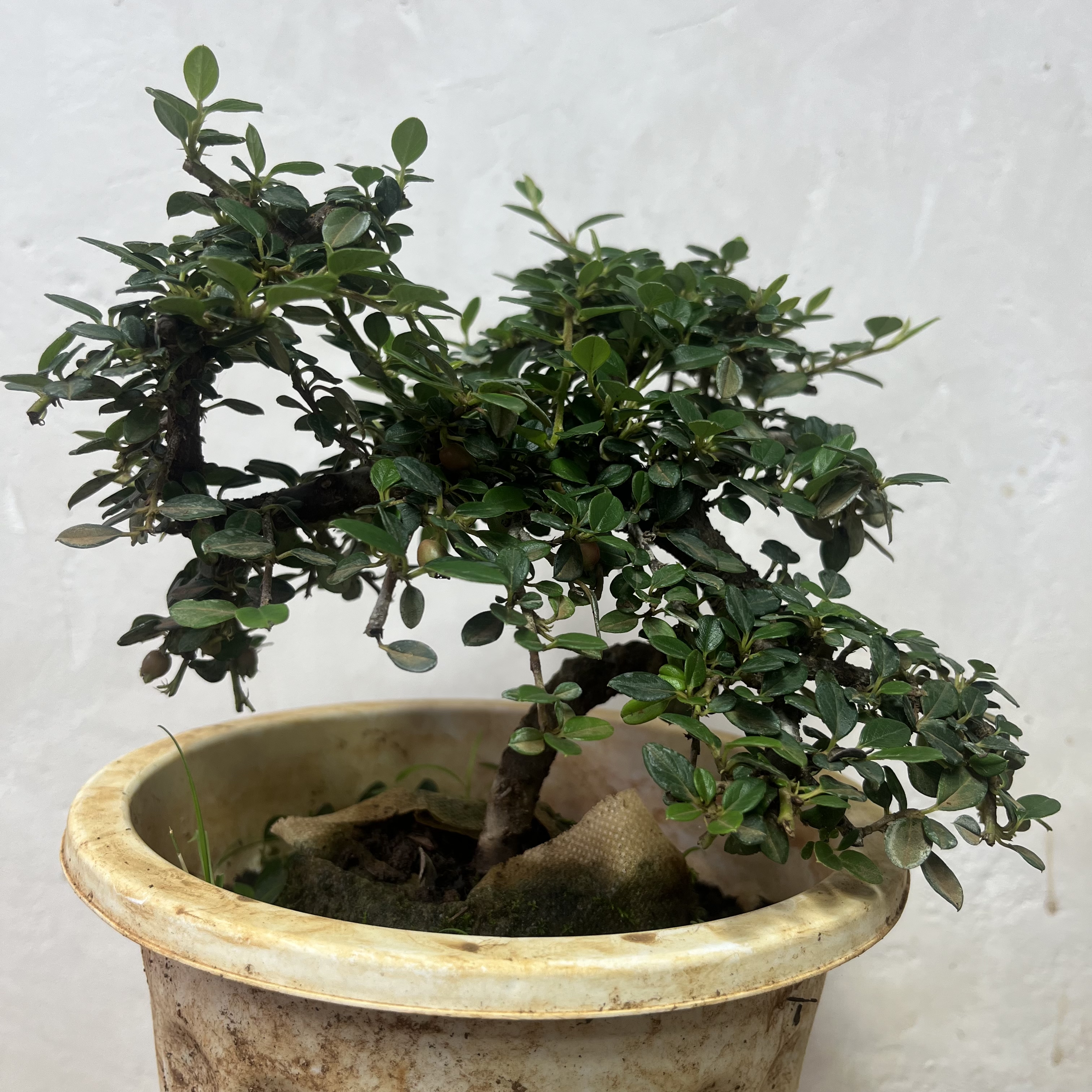 扦插苗白花荀子4年熟桩