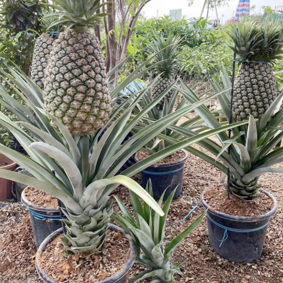 凤梨盆栽地栽22号大果凤梨金钻芒果凤梨盆栽绿植庭院阳台水果树苗