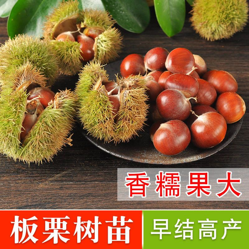 板栗苗大红袍板栗锥栗子粉糯香甜高产板栗嫁接苗南北方果树盆地栽