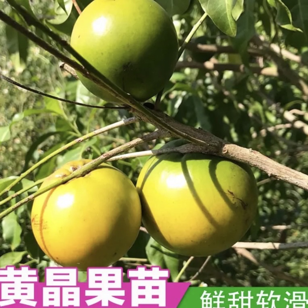 黄晶果苗黄宝石春蜜黄晶果6号冬蜜黄晶果带土带叶子四季嫁接果树